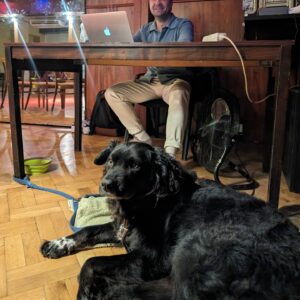 Milonga dog