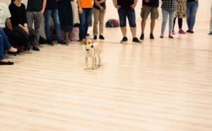 Tango class dog